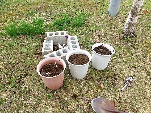 苗木の鉢植えと挿し木 プチぶどう農家の独り言